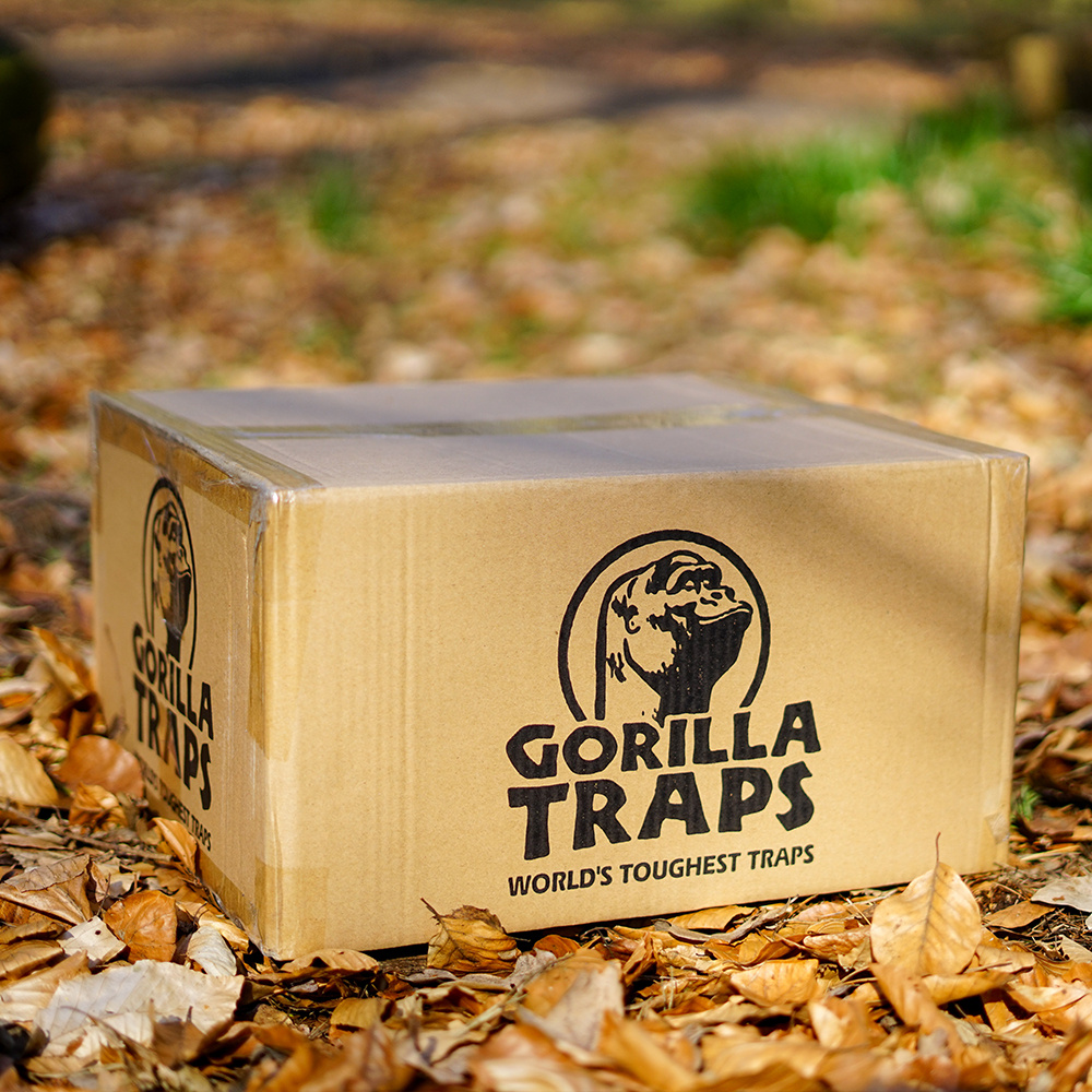 Plaque de glu anti rongeur Trapper Box
