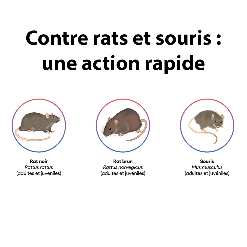 Les 4 meilleurs répulsifs contre les souris et les rats - PPM