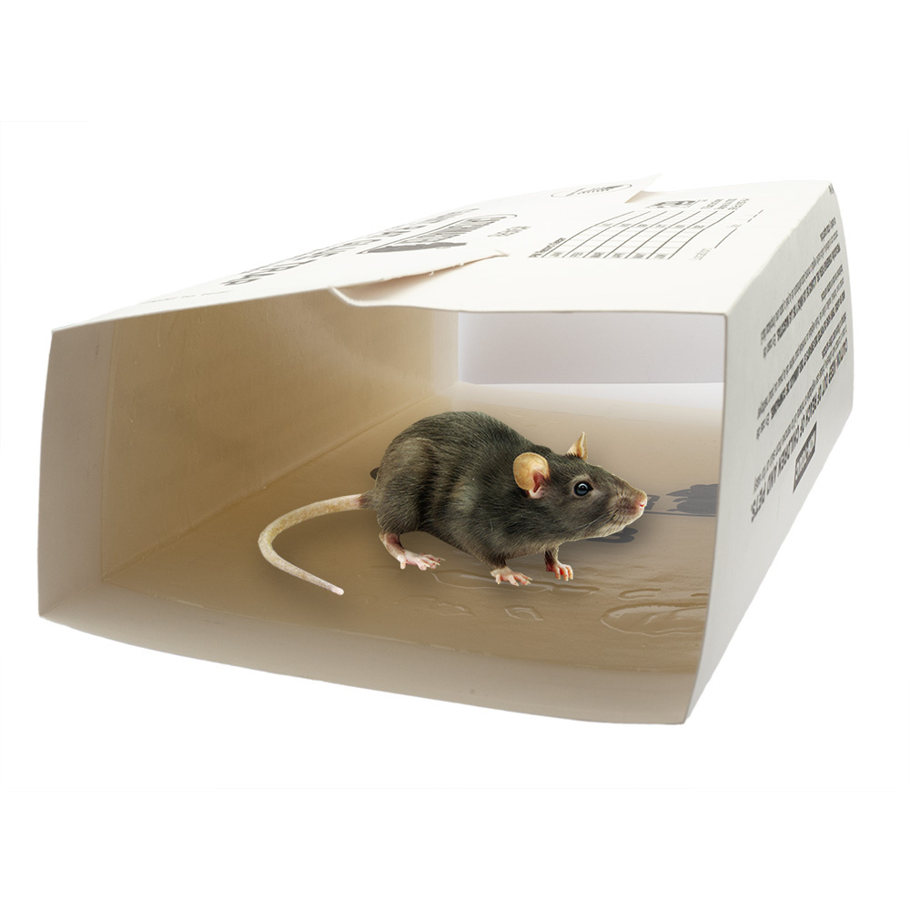 Plaque à glue anti rats et souris 
