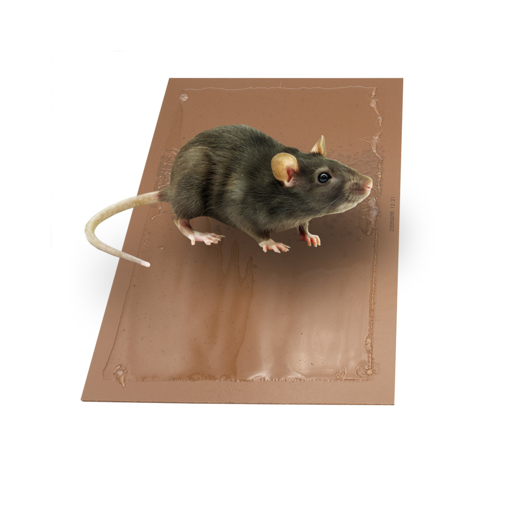 Anti souris et petits rongeurs plaques collantes RAKAO : le lot de