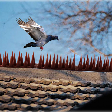 Pics plastiques anti-pigeons