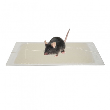1 piège Trapper LTD à glue anti-souris