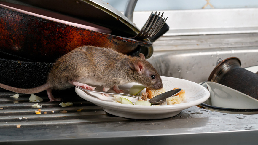 Rats et Souris – Bloc'Pâte appât