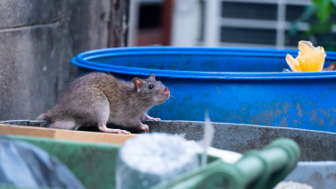 Étui de 2 pièges à glu pour détecter et tuer rats et souris