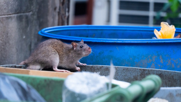 Des pièges écologiques et propres contre les rongeurs, rats et souris Des pièges écologiques et propres contre les rongeurs, rats et souris