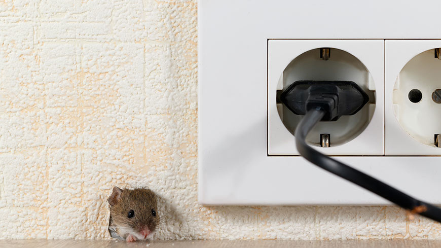 Des rongeurs, rats ou souris dans la maison : que faire ?