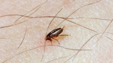 DIY : comment se débarrasser naturellement des mites ? • Plumetis