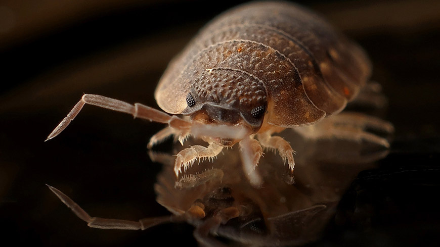 Traitement insecticide anti Punaises de lit - Tout Pour Les Nuisibles