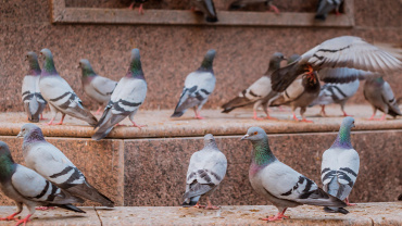 Répulsif sonore et ultrason anti pigeons et oiseaux Broadband Pro