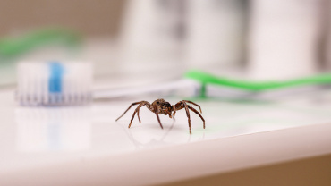 Se débarrasser des araignées Se débarrasser des araignées