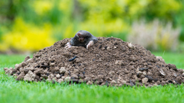 Comment se débarrasser des taupes dans le jardin ? Comment se débarrasser des taupes dans le jardin ?