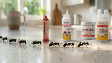 Pourquoi les fourmis envahissent la maison au printemps ?