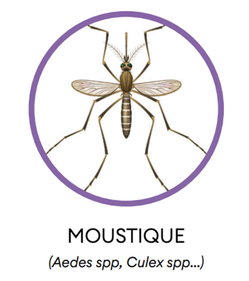 Insecticide anti moustique Aqua K-Othrine