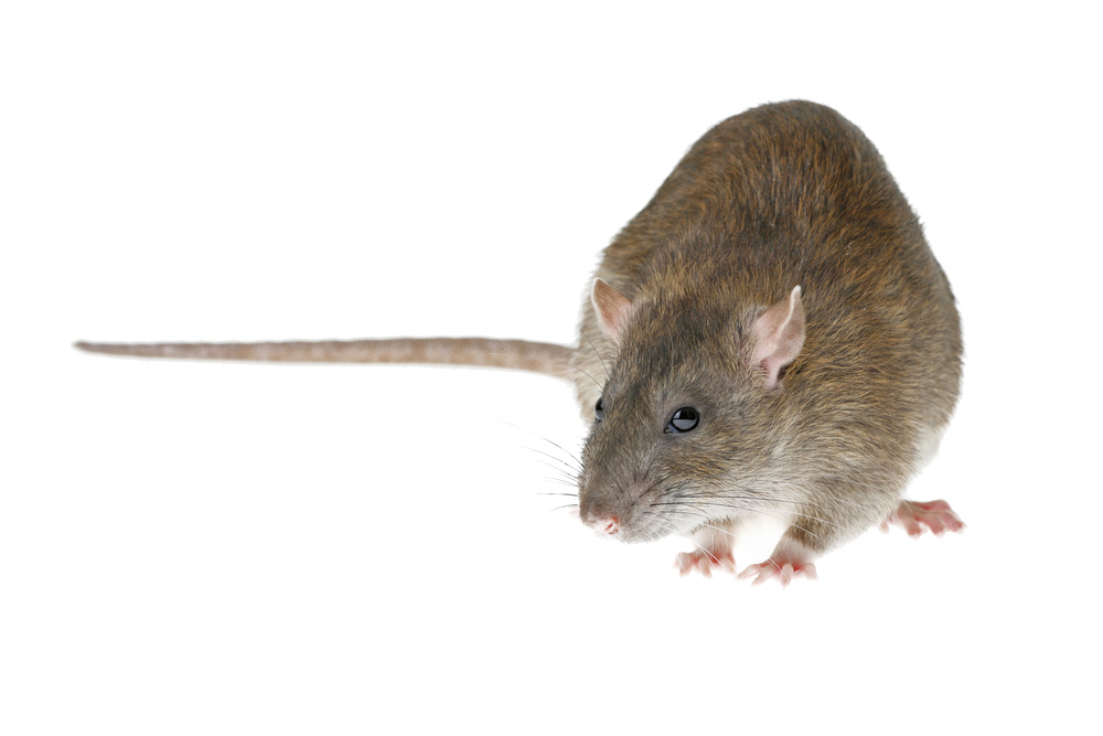 rat brun, surmulot ou rat d'égout
